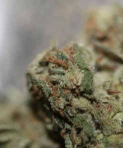 Buy Lemon Haze Online