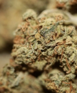 Buy Lemon Haze Online