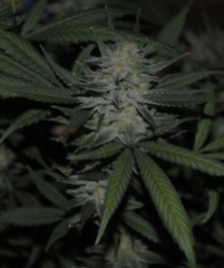 Buy Gorilla Glue #4 Online